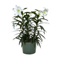 LILIUM LONGIFLORUM MIRACLE *LYS DE PAQUES*