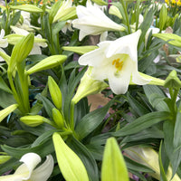 LILIUM LONGIFLORUM MIRACLE *LYS DE PAQUES*