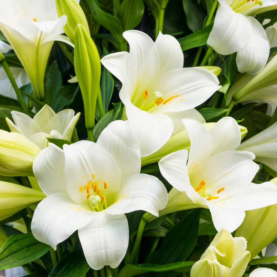 LILIUM LONGIFLORUM MIRACLE *EASTER LILY*