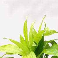 DRACAENA LIMELIGHT