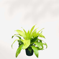 DRACAENA LIMELIGHT