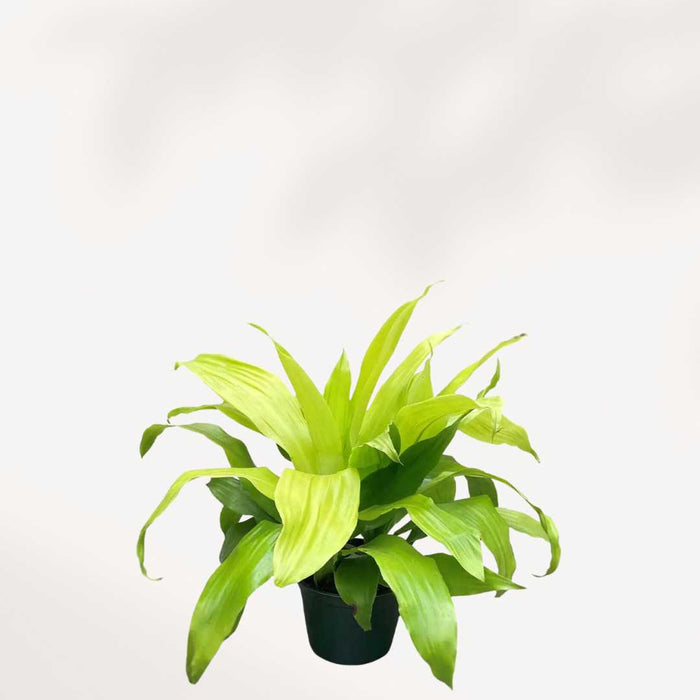 DRACAENA LIMELIGHT