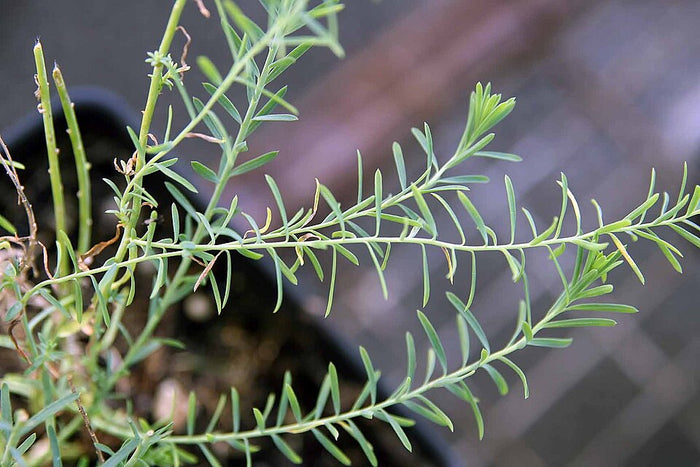 LINUM PERENNE - NANUM SAPHIR