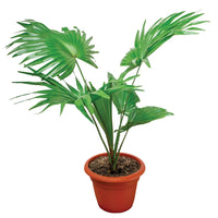 LIVISTONIA CHINENSIS (PALMIER CHINOIS)