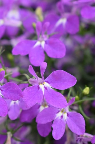 LOBELIA HOTPOT - PURPLE
