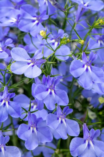 LOBELIA - HOT PLUS AQUA