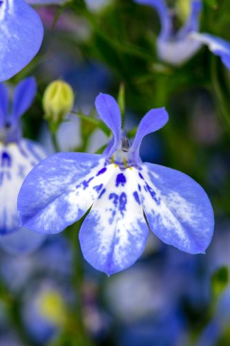 LOBELIA - HOT PRETTY HEAVEN