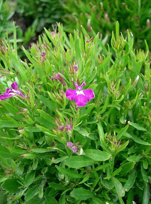 LOBELIA ERINUS - ROSE