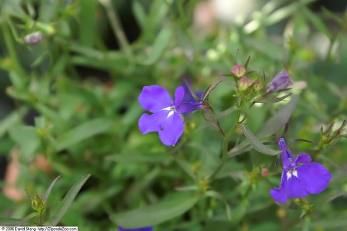 LOBELIA ERINUS - BLEU FONCÉ