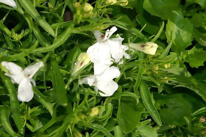 LOBELIA COMPACT - WHITE