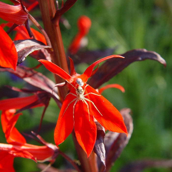 LOBELIA X SPECIOSA - QUEEN VICTORIA