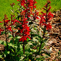 LOBELIA CARDINALIS