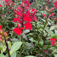 LOBELIA CARDINALIS