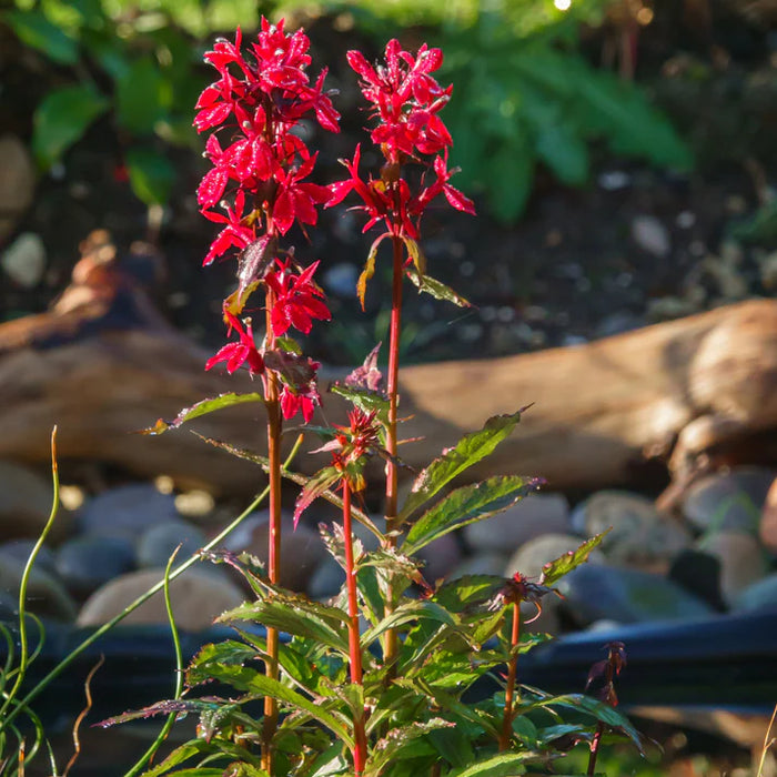 LOBELIA CARDINALIS
