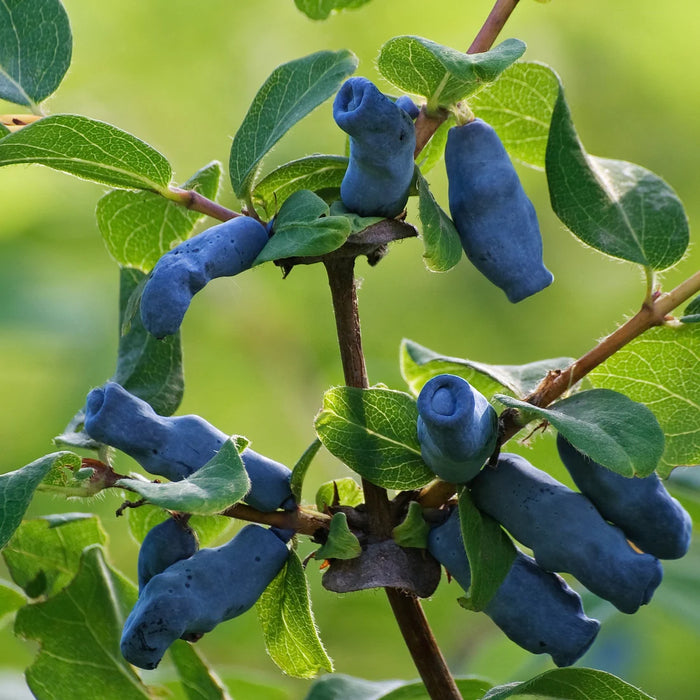 LONICERA CAERULEA - BERRY BLUE