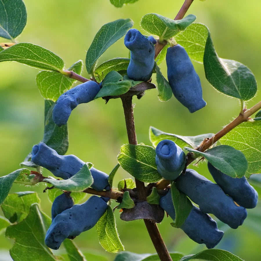 LONICERA CAERULEA - BERRY BLUE