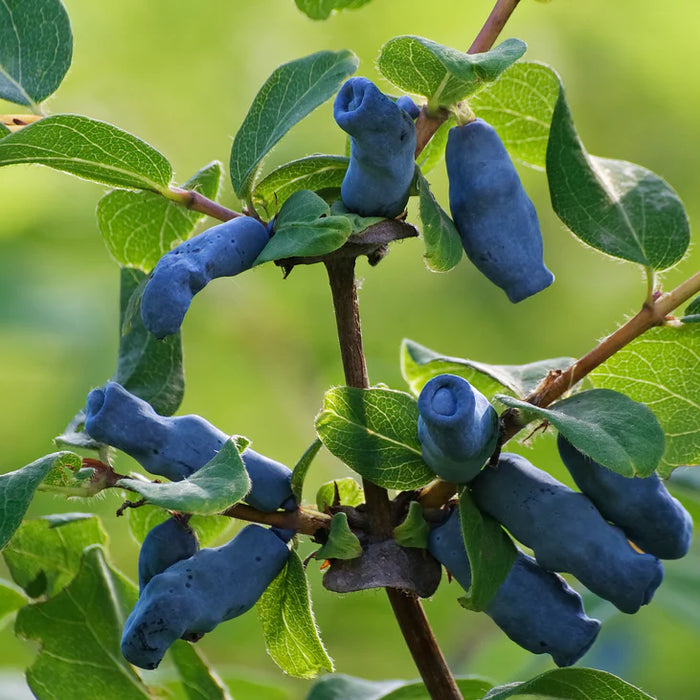 LONICERA CAERULEA - BOREALIS