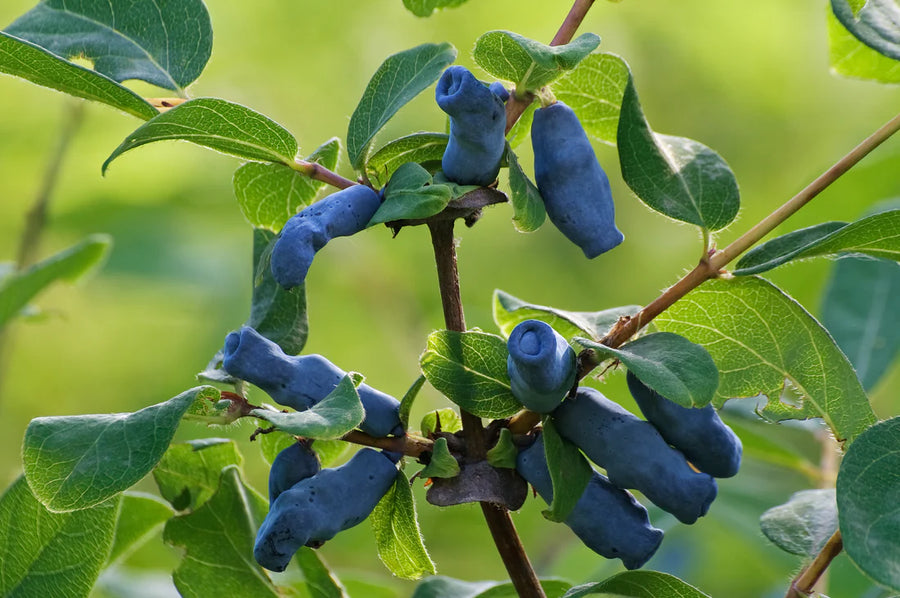 LONICERA CAERULEA - BOREALIS