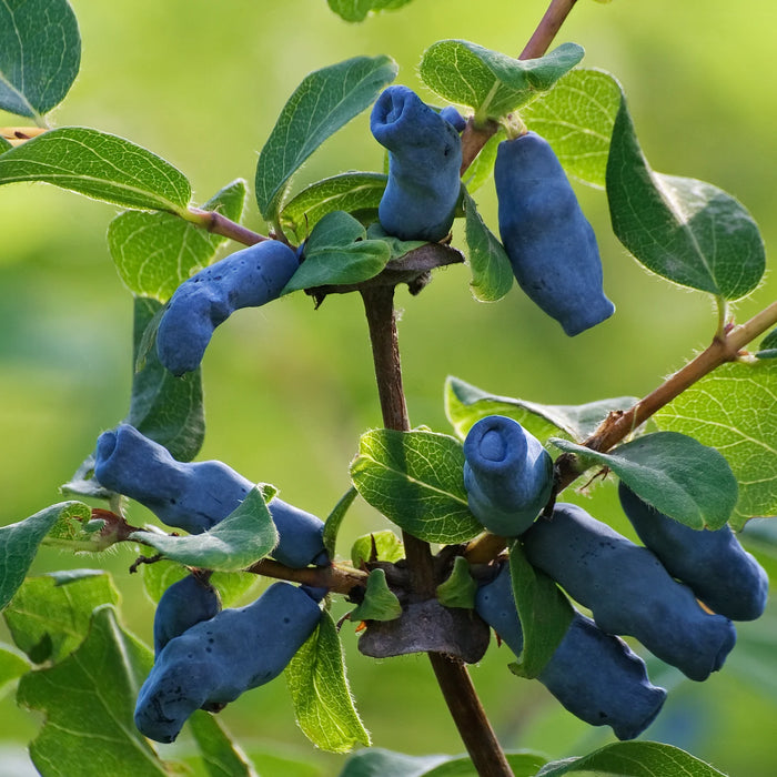 LONICERA CAERULEA - BOREALIS (BIOLOGIQUE)