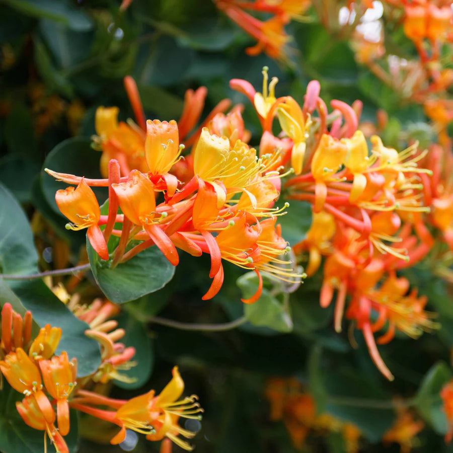 LONICERA - MANDARIN