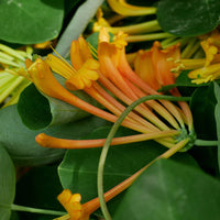 LONICERA - MANDARIN