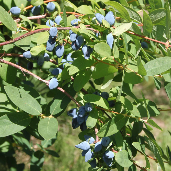 LONICERA YEZBERRY - SOLO BIOLOGIQUE