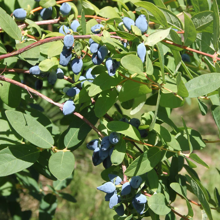 LONICERA YEZBERRY - SOLO BIOLOGIQUE
