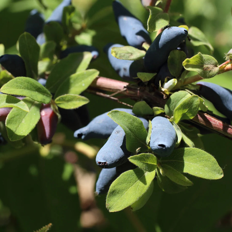 LONICERA CAERULEA - AURORA