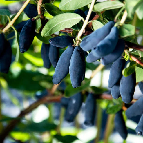 LONICERA CAERULEA - BLUE BANANA