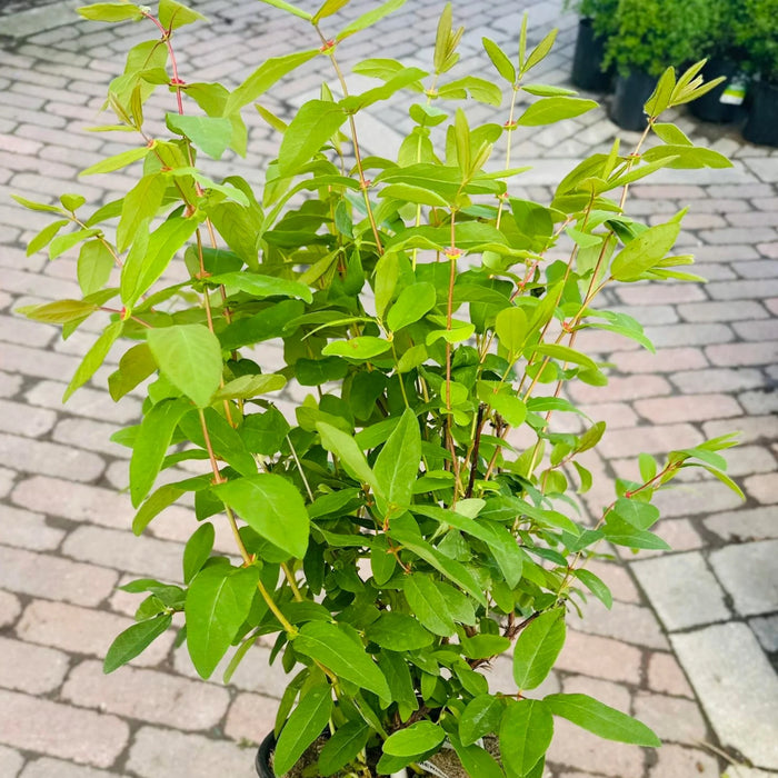 LONICERA CAERULEA - BOREAL BEAST (BIOLOGIQUE)