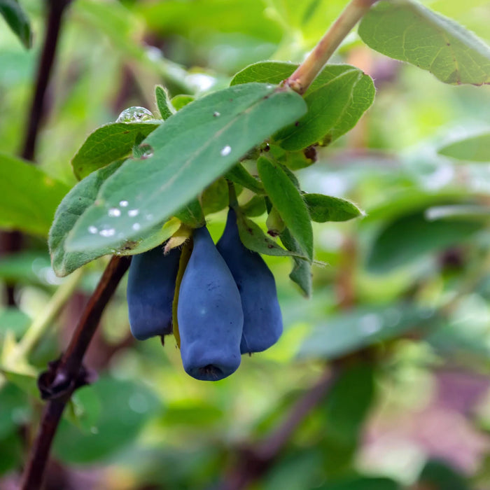 LONICERA CAERULEA INDIGO TREAT ORGANIC