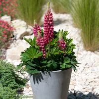 LUPINUS POLYPHYLLUS MINI GALLERY™ RED