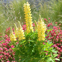 LUPINUS POLYPHYLLUS MINI GALLERY™ YELLOW