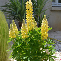 LUPINUS POLYPHYLLUS MINI GALLERY™ YELLOW