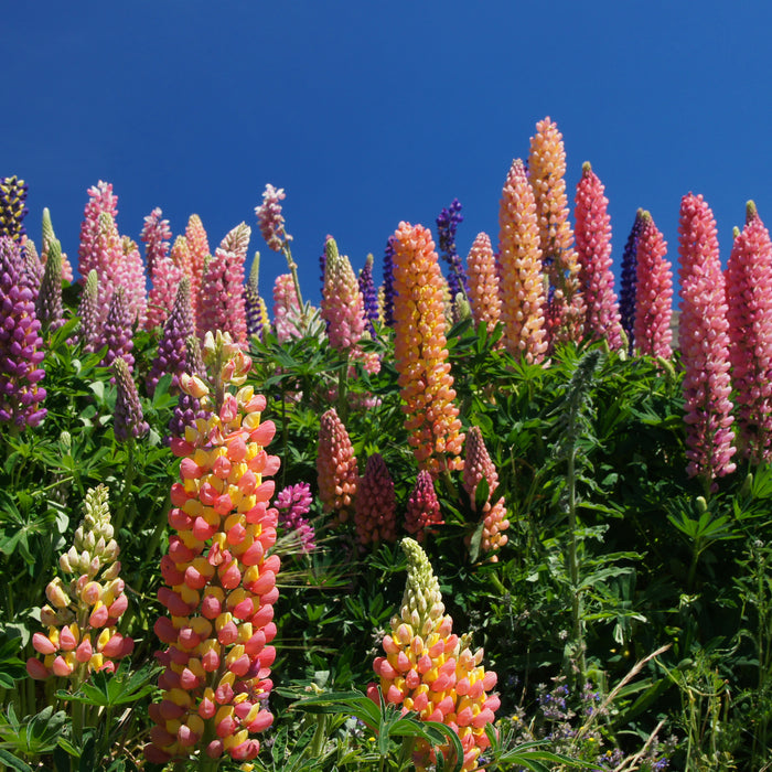 LUPINUS X RUSSELL