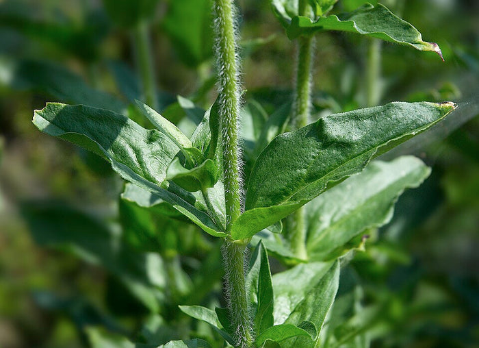 LYCHNIS CHALCEDONICA