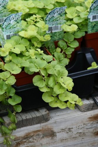 LYSIMACHIA - GOLDILOCKS