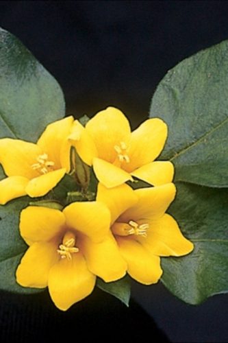 LYSMACHIA - LYSSI