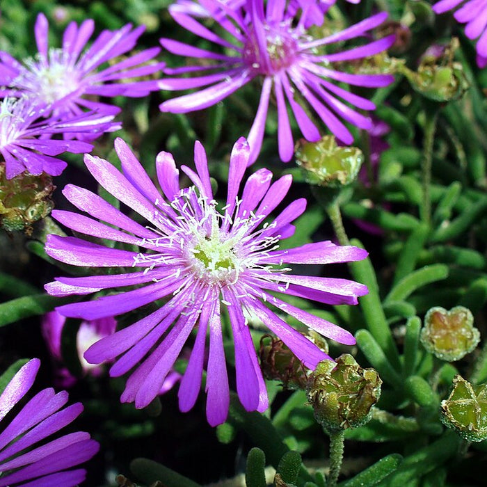 DELOSPERMA COOPERI