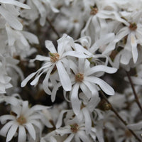 MAGNOLIA STELLATA - ROYAL STAR