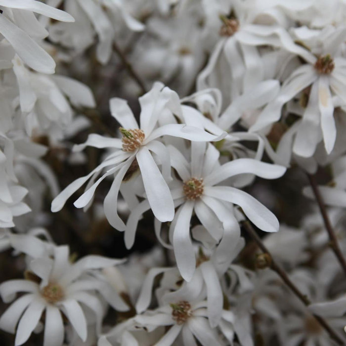 MAGNOLIA STELLATA - ROYAL STAR