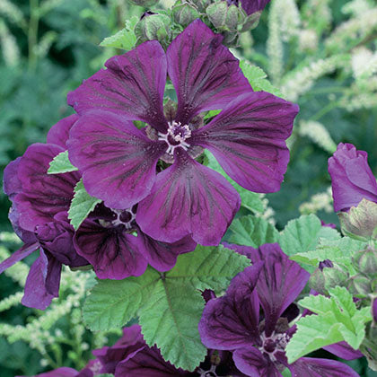 MALVA SYLVESTRIS SSP. MAURITIANA