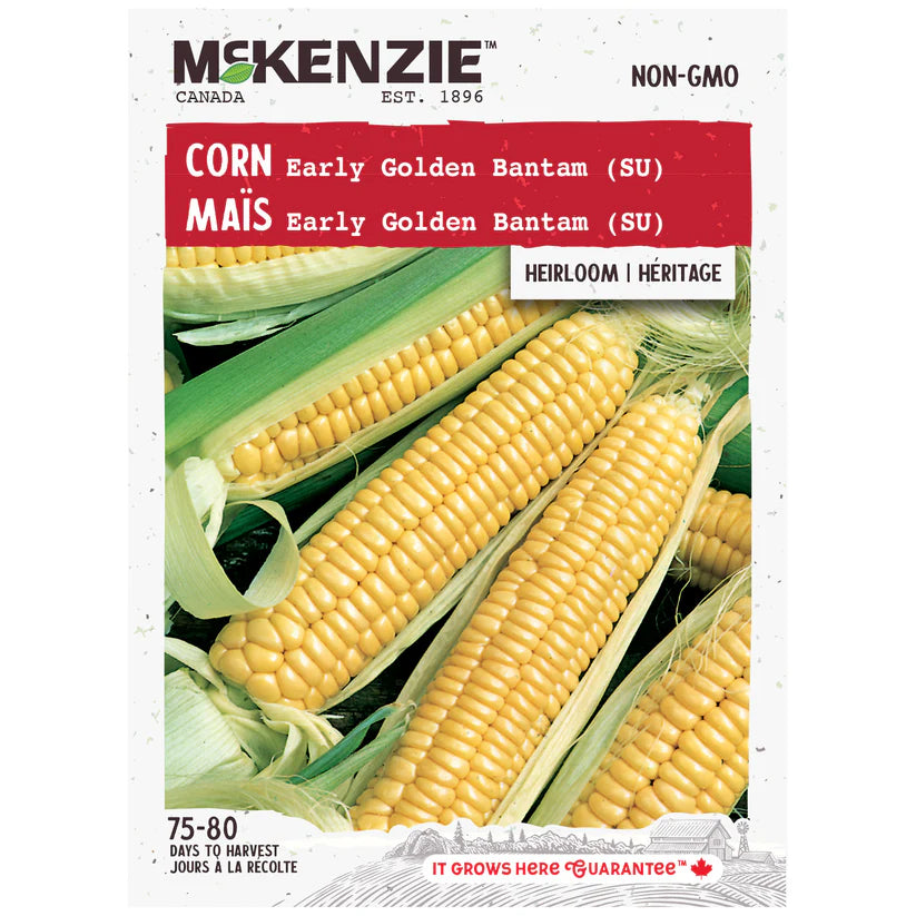 VEGETABLE SEEDS: CORN - GOLDEN BANTAM