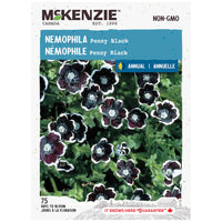 SEMENCES DE FLEURS: NEMOPHILA - PENNY BLACK