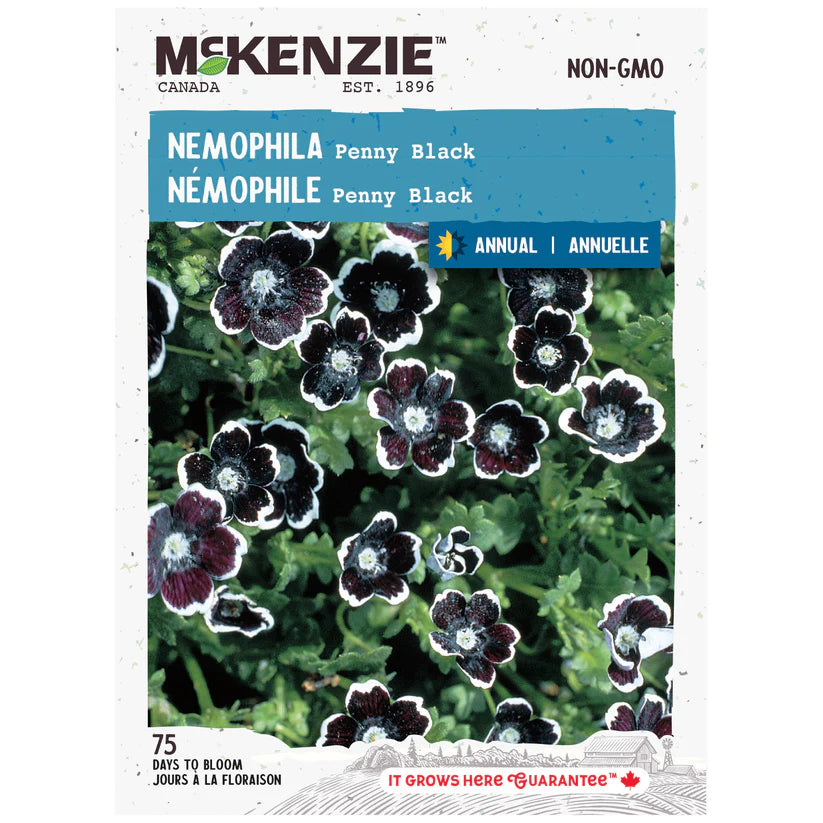 SEMENCES DE FLEURS: NEMOPHILA - PENNY BLACK