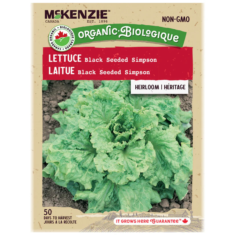 ORGANIC VEGETABLE SEEDS: LETTUCE - BLACK SEEDED SIMPSON