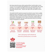 SEMENCES DE LEGUMES: RADIS - CRIMSON GIANT CHAMPION