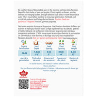 SEMENCES DE FLEURS: GLOIRE DU MATIN EN MELANGE