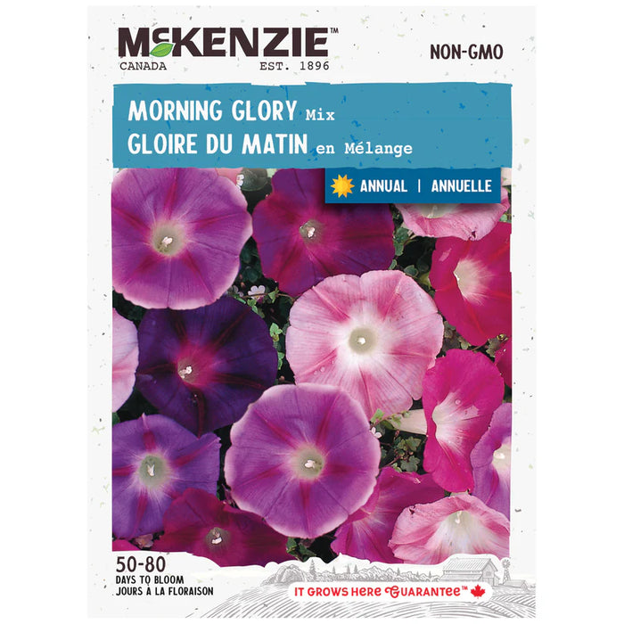 SEMENCES DE FLEURS: GLOIRE DU MATIN EN MELANGE