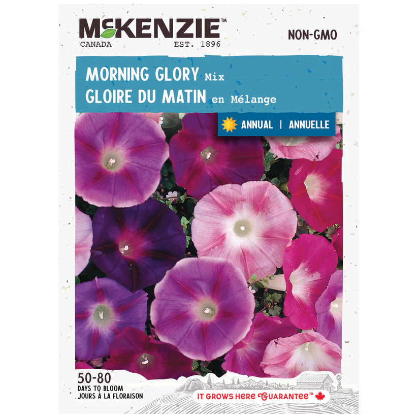 SEMENCES DE FLEURS: GLOIRE DU MATIN EN MELANGE
